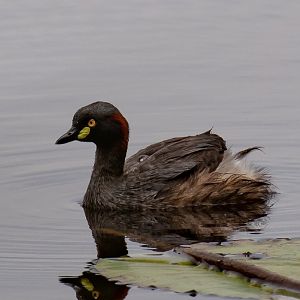 Australasian Grebe