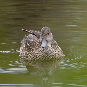 Grey Teal