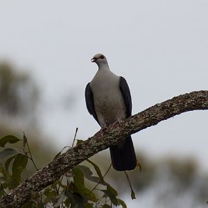 White-headed Pigeon