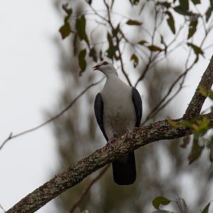 White-headed Pigeon