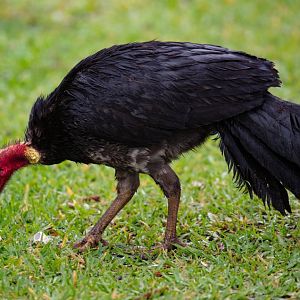 Australian Brush Turkey