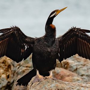 Australian Darter