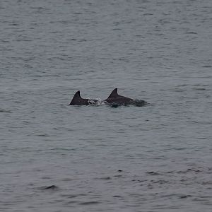 Bottlenose Dolphins