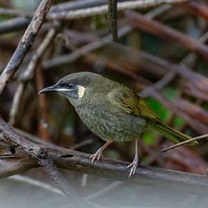 Lewin's Honeyeater
