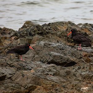 Sooty Oystercatchers