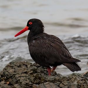 Sooty Oystercatcher