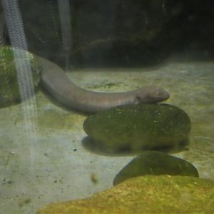 Reptile & Amphibian House - One-toed Amphiuma