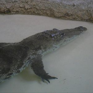 Reptile & Amphibian House - Crocodiles, Tortoises, & Snakes - West African Crocodile