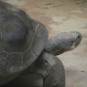 Reptile & Amphibian House - Crocodiles, Tortoises, & Snakes - Western Santa Cruz Tortoise