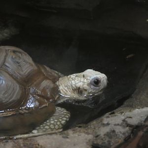 Reptile & Amphibian House - Travancore Tortoise