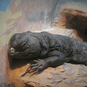 Reptile & Amphibian House - Desert Wing - Mali Uromastyx