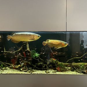 Cafe tank with asian arowana