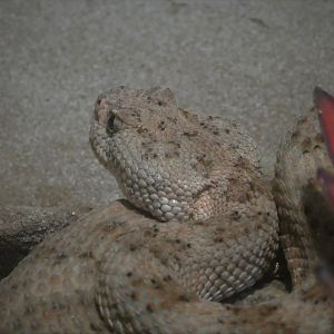 Reptile & Amphibian House - Desert Wing - Panamint Rattlesnake