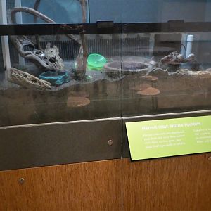 KidZooU - Faris Family Education Center - Caribbean Hermit Crab Exhibit