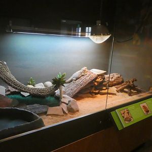 KidZooU - Faris Family Education Center - Central Bearded Dragon and Pancake Tortoise Exhibit