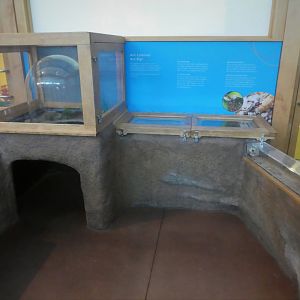 KidZooU - Faris Family Education Center - Ant Exhibit