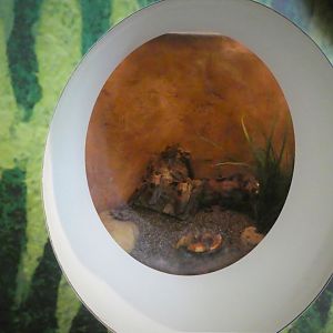 KidZooU - Faris Family Education Center - Central American Giant Cave Cockroach Exhibit