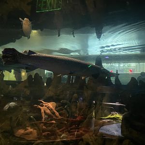 Alligator gar