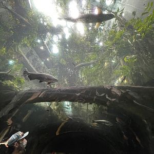 Tunnel tank in south american area