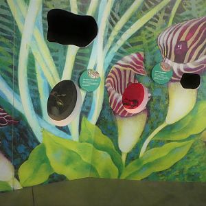 KidZooU - Faris Family Education Center - Insect Wall