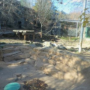Big Cat Falls - Siberian Tiger Exhibit