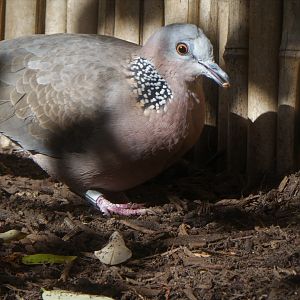 Wings of Asia - Spotted Dove