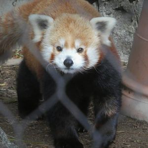 Water is Life - Himalayan Red Panda