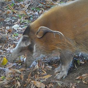African Plains - Red River Hog