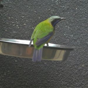 McNeil Avian Center - Island Birds - Orange-bellied Leafbird