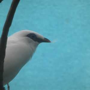 McNeil Avian Center - Island Birds - Bali Myna