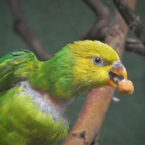 McNeil Avian Center - Island Birds - Olive-headed Lorikeet