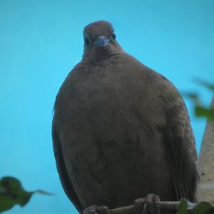 McNeil Avian Center - Island Birds - White-throated Ground Dove