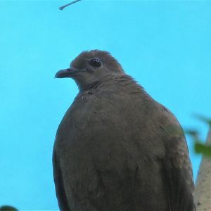 McNeil Avian Center - Island Birds - White-throated Ground Dove