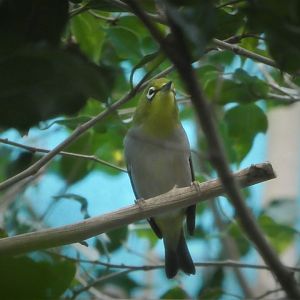 McNeil Avian Center - Island Birds - Indian White-Eye