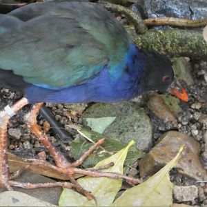 McNeil Avian Center - Allen's Gallinule