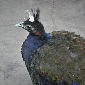 McNeil Avian Center - Congo Peafowl