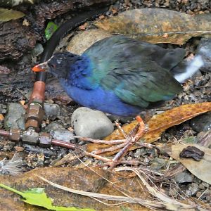 McNeil Avian Center - Allen's Gallinule