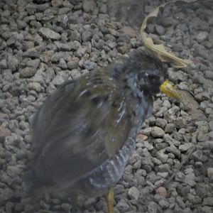 McNeil Avian Center - Coffee Plantation - Sora
