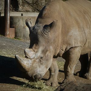 African Plains - Southern White Rhinoceros