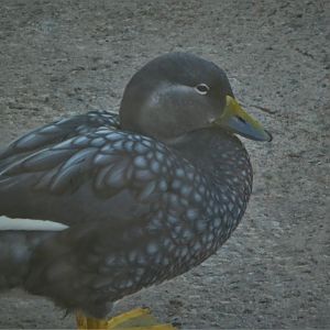 Penguin Point - Flying Steamer Duck