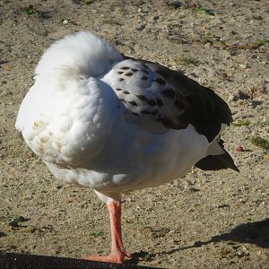 Bird Valley - Andean Goose