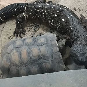 Rio Fuerte beaded lizard and desert tortoise
