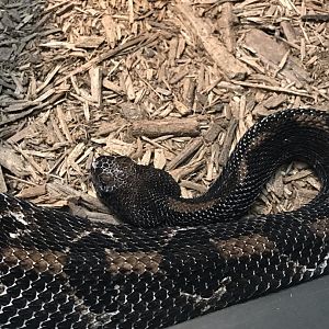 “Black Phase” timber rattlesnake