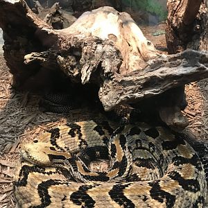 “Yellow Phase” timber rattlesnake