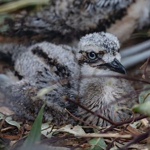 Bush Stone-curlew chick