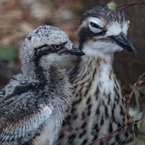 Bush Stone-curlew chick and Adult