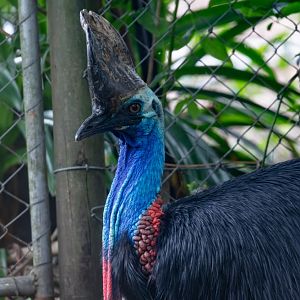 Cassowary