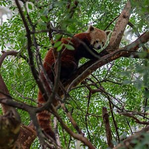 Red Panda