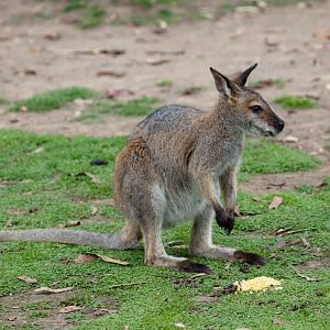 Red-necked Wallaby