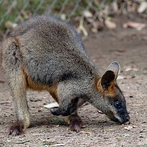 Swamp Wallaby